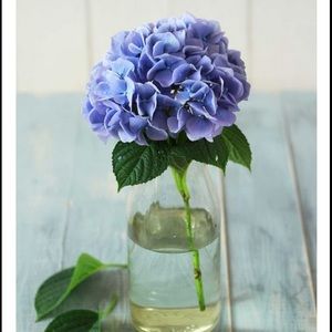 Meet your Posher, Lynelle